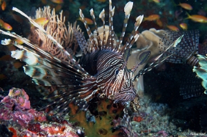 Maldives 2021 - Rascasse volante - Red lionfish - Pterois miles -  DSC00346_rc